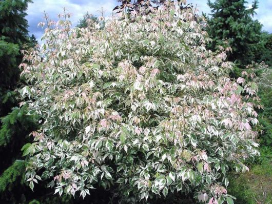 A dense shrub with variegated leaves in shades of green and white, accented by some pinkish new growth, stands against a backdrop of taller evergreen trees and a partly cloudy sky, complemented by the elegance of a nearby Acer 'Trident' Japanese Maple.