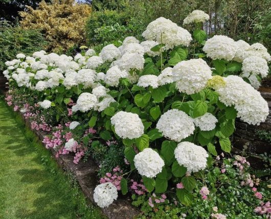 White hydrangeas with large blooms and green leaves are planted along a garden stone wall, accompanied by small pink flowers at the base. Nearby, a graceful Acer 'Trident' Japanese Maple adds a touch of serenity to the scene. A lush green lawn is visible in the foreground.