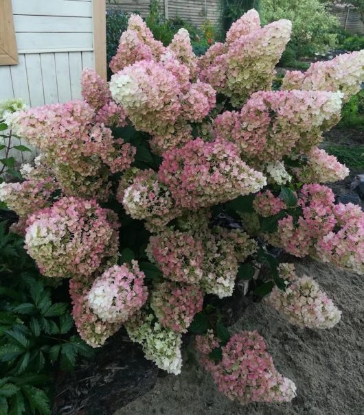 A large hydrangea bush in a garden, displaying clusters of pink and white flowers, stands proudly beside a slender Acer 'Trident' Japanese Maple. A wooden structure is visible in the background.