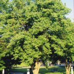 Acer 'Norway' Maple - Hello Hello Plants & Garden Supplies