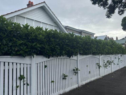 A row of houses is partially obscured by a white picket fence and tall green shrubs, including the fragrant Viburnum odoratissimum 'Sweet'. The street is empty, and the sky is overcast.