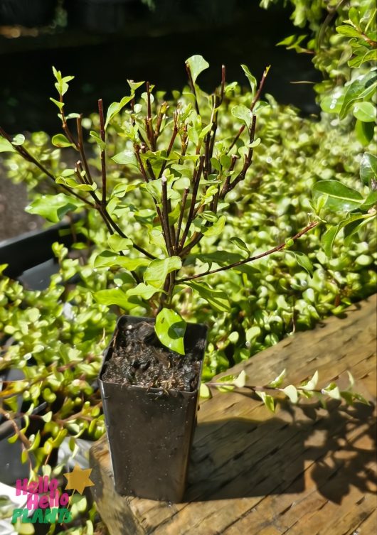 A small green Pittosporum 'Silver Sheen' in a sleek black rectangular pot sits on a wooden surface, with other plants and greenery thriving in the background.