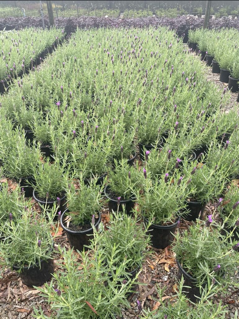 Lavandula 'avonview' Lavender 10