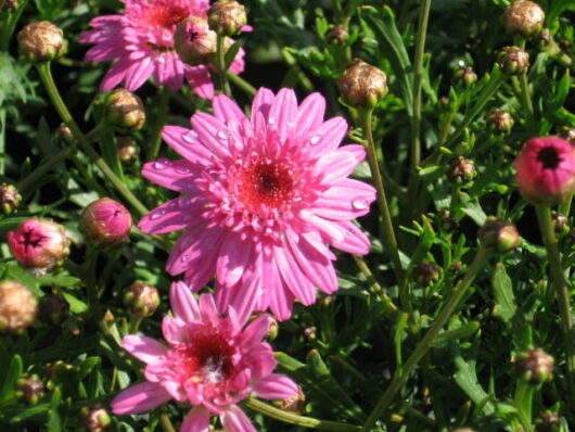 Argyranthemum 'Double Pink' Marguerite Daisy 6