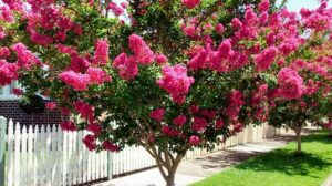 Lagerstroemia 'Tuscarora' Crepe Myrtle - Hello Hello Plants