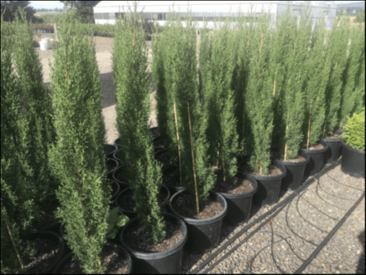 Cupressus 'Glauca Pencil Pine' 12" Pot - Hello Hello Plants & Garden ...