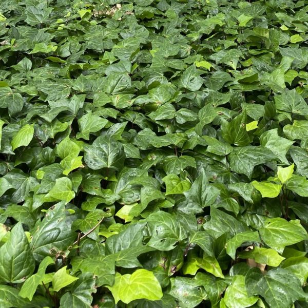 Tropical Garden Plants Melbourne Hello Hello Plants