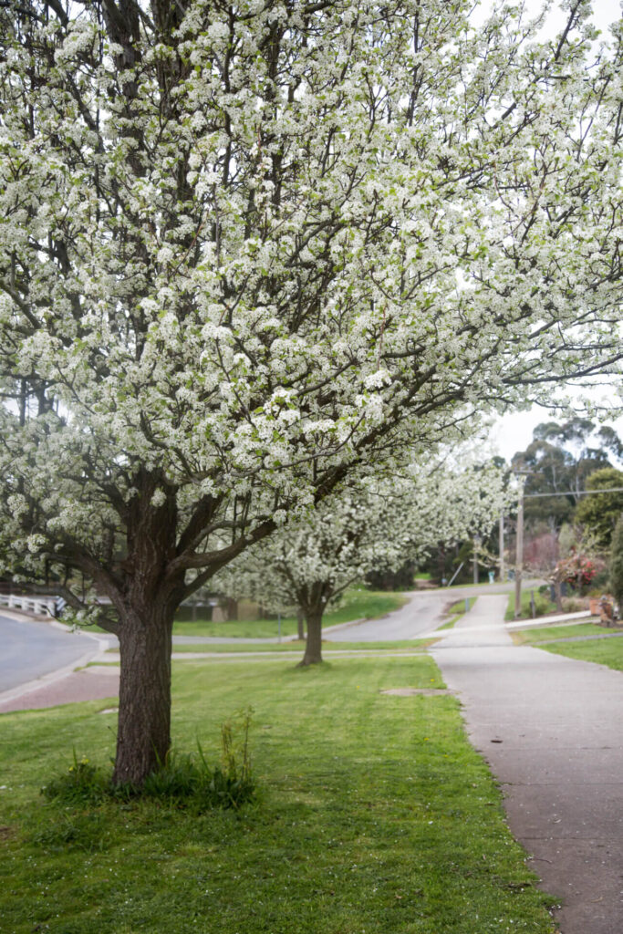 Pyrus 'Aristocrat' Ornamental Pear - Hello Hello Plants