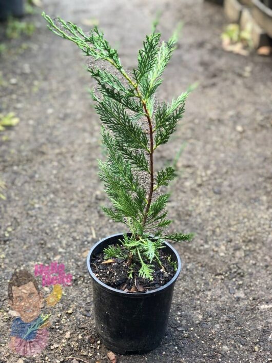 Leighton Green Conifer 6" Pot @ Hello Hello Plant