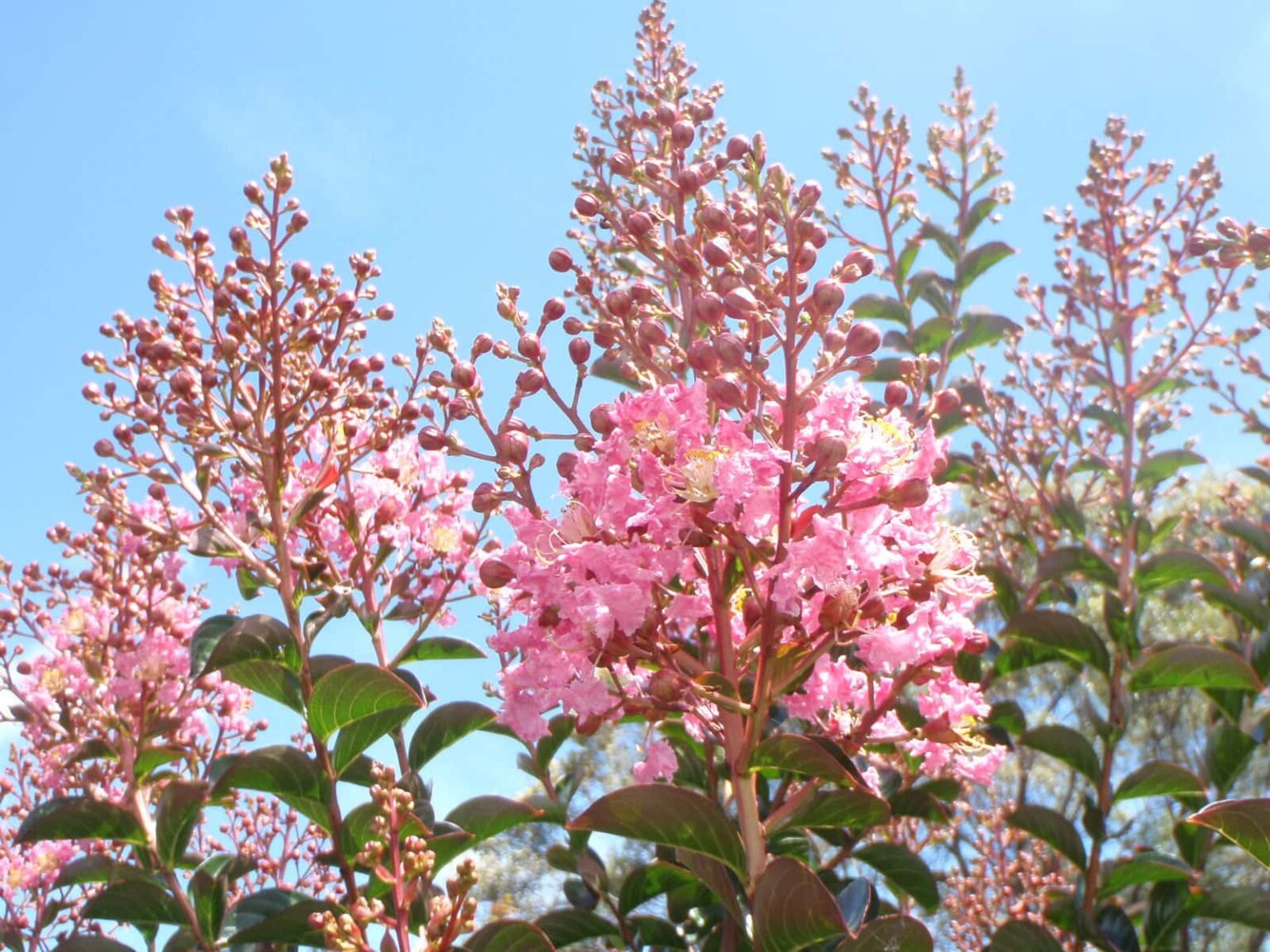 Lagerstroemia Sioux Crepe Myrtle - Hello Hello Plants