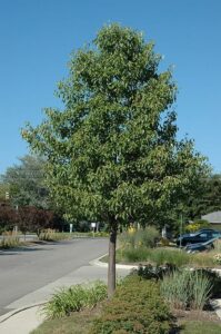 Pyrus 'Aristocrat' Ornamental Pear - Hello Hello Plants