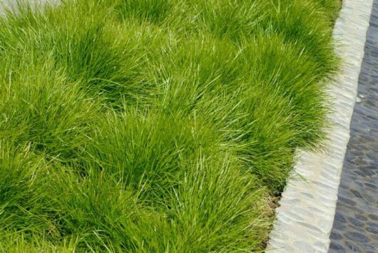 A green grass is growing in a sidewalk next to a pond.