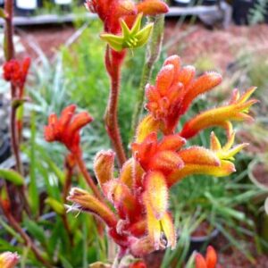 A garden with Anigozanthos 'Bush Tango™' Kangaroo Paw 6" Pot featuring red flowers.