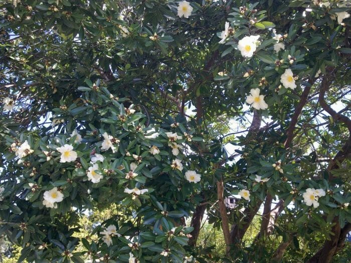 fried egg flower tree