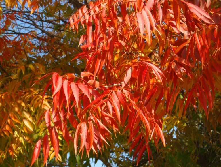 Pistacia Chinensis 'chinese Pistachio' - Hello Hello Plants