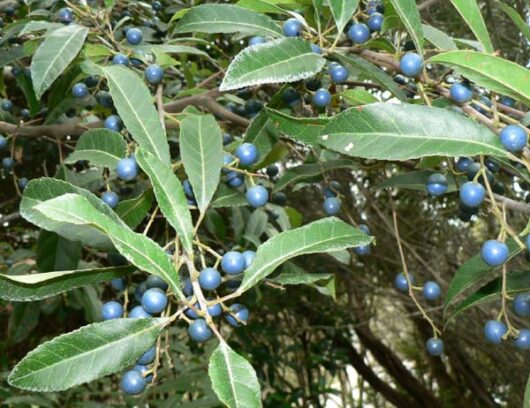 A Elaeocarpus 'Blueberry Ash' 12" Pot with blue berries on it.