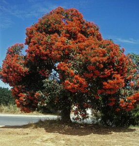 Corymbia 'Wildfire' Grafted Gum 16