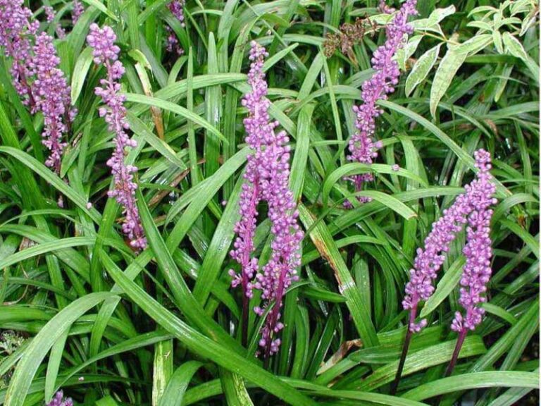 Liriope Royal Purple 6 Pot Hello Hello Plants