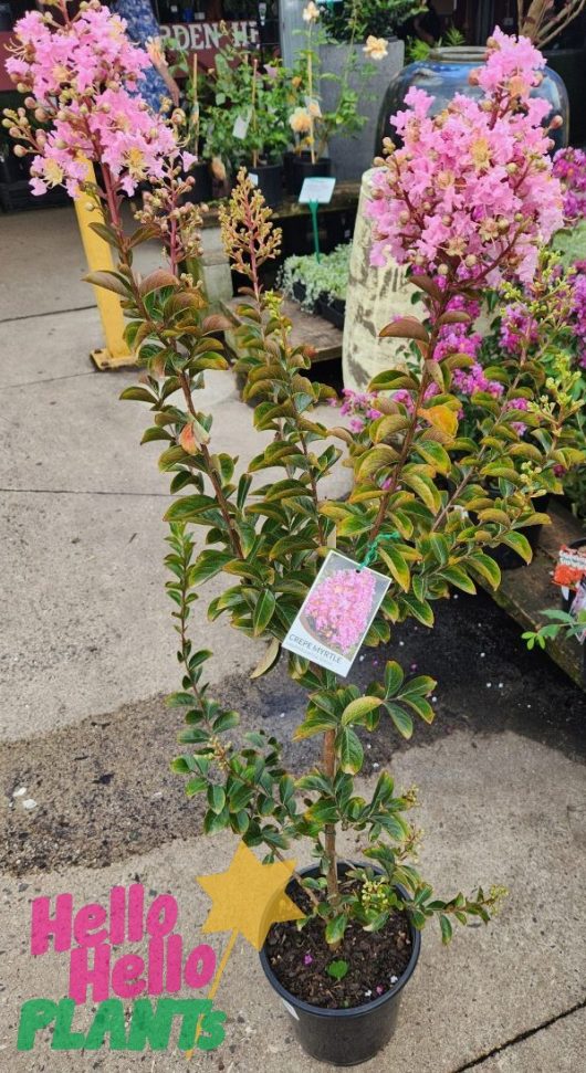 The Lagerstroemia 'Sioux' Crepe Myrtle in a 10" pot showcases vibrant pink flowers on a concrete surface with its label attached.