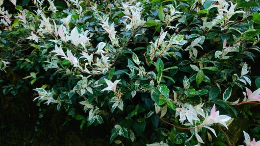 The Trachelospermum 'Tricolour' Chinese Star Jasmine, with its lush shrub of dark green and white variegated leaves and interspersed white and pale pink flowers, beautifully adorns any space when grown in a 6" pot.