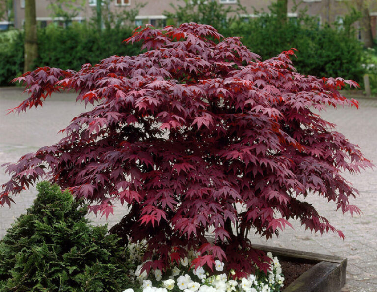Acer 'Bloodgood' Japanese Maple - Hello Hello Plants & Garden Supplies