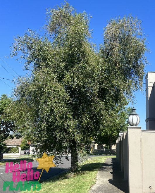 A sunny day illuminates the dense green foliage of Alnus 'Evergreen Alder' standing tall by a sidewalk and a fence, with the "Hello Hello Plants" logo in the corner.