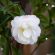 Camellia 