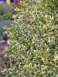 A close-up view of a variegated shrub with green leaves edged in yellow, flourishing alongside a Pyrus 'Red Spire' ornamental pear in an 8" pot within a garden.