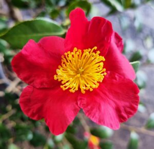 Hello Hello Plants Nursery Melbourne Victoria Australia Camellia sasanqua Yuletide Red flower