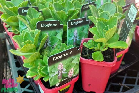 The Dogbane 3" Pot features plants displayed in vibrant red containers, each set in a 3-inch pot and clearly labeled.