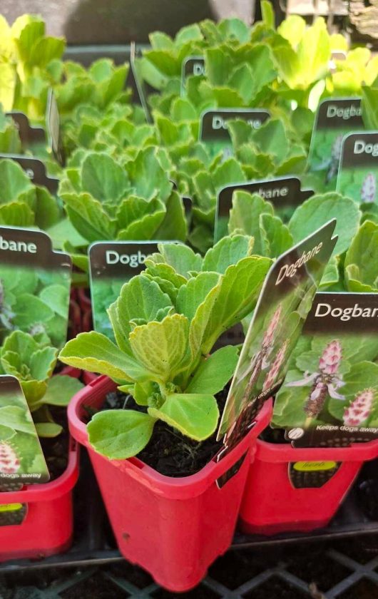 Dogbane 3" pots, featuring lush green-leaved plants, each labeled with a tag reading "Dogbane.