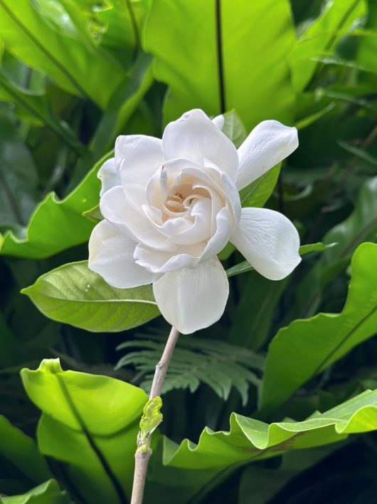 A white rose bloom stands out against the lush green leaves, reminiscent of the elegance displayed by a Pyrus 'Red Spire' Ornamental Pear in an 8" pot.