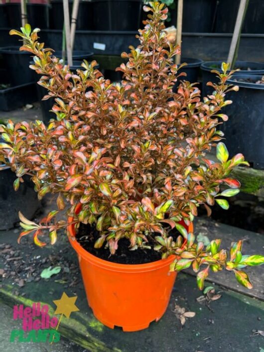 Coprosma 'Evening Glow' 8