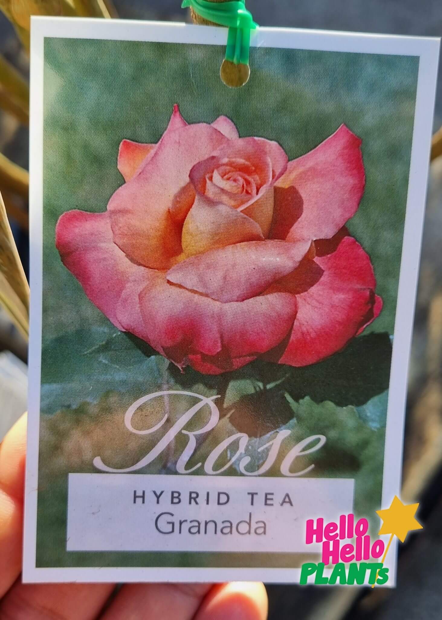 Rose Granada Hello Hello Plants And Garden Supplies