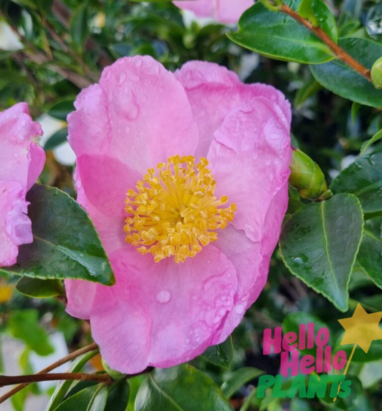 Camellia sasanqua 'Plantation Pink' - Hello Hello Plants