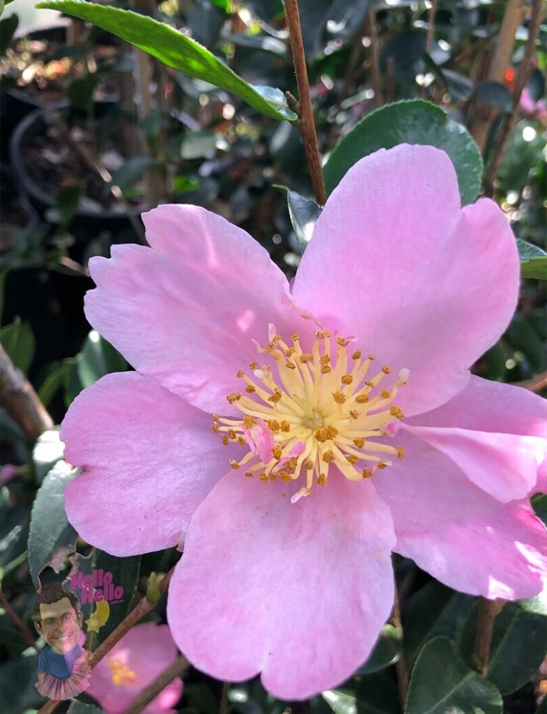 Camellia 'Plantation Pink' 8" Pot - Hello Hello Plants & Garden Supplies