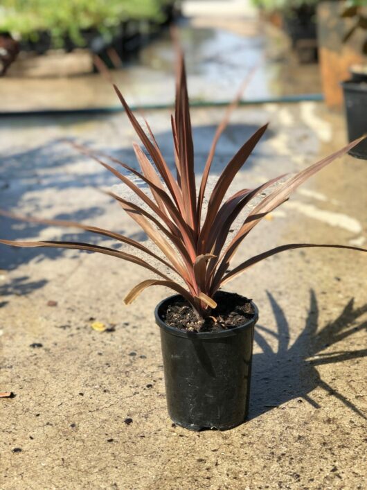 Cordyline 'Red Star' 6" Pot with long, slender reddish-brown leaves on a concrete surface in sunlight.