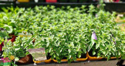 Vibrant Oregano 'Hot and Spicy' plants flourish in sunny yellow 4" pots, creating a cheerful outdoor display.