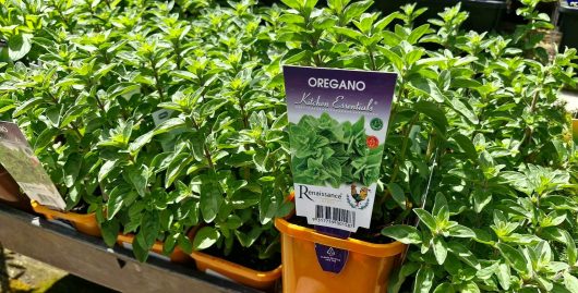 Oregano 'Hot and Spicy' plants, perfectly labeled, are arranged in an orange tray, highlighting their fresh appeal.