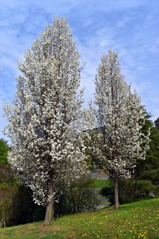 Two Pyrus 'Red Spire' ornamental pear trees with white blossoms stand side by side on a grassy hill under a blue sky.