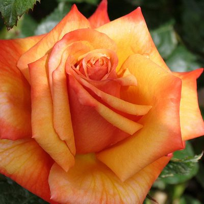 Bella Rosa Rose Bush - Hello Hello Plants & Garden Supplies