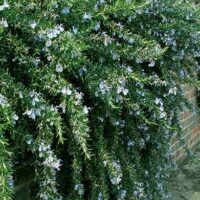 A Rosmarinus 'Prostrate' Rosemary with green, needle-like leaves and small, light blue flowers gracefully sprawls along a brick wall.