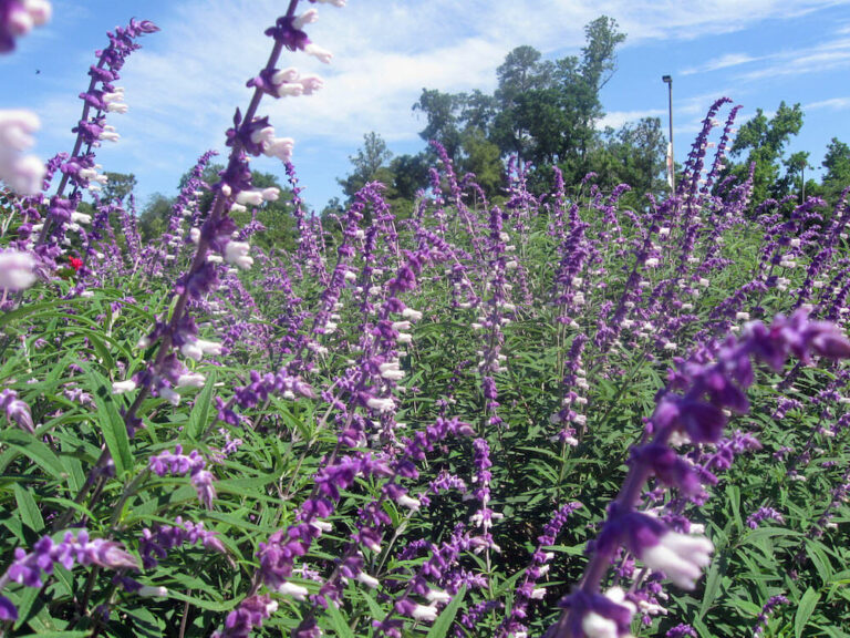 Salvia Purple Sage Hello Hello Plants Garden Supplies