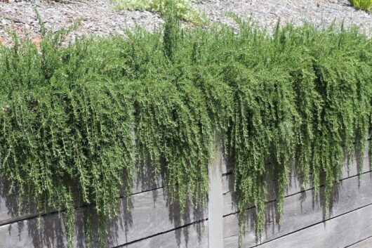 A Rosmarinus 'Prostrate' Rosemary plant growing on a wooden fence.