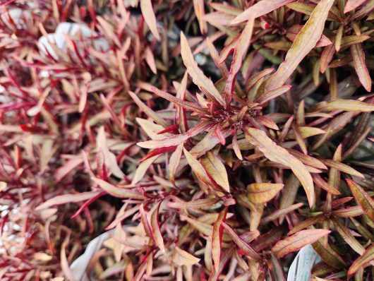 Close-up of the dense, narrow red and green leaves of a Jasminum 'Common White Jasmine' 6" Pot, forming a textured, colorful pattern.