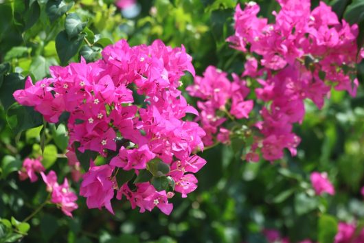 pink bougainvillea flowers, all set against a lush backdrop of vibrant green leaves.