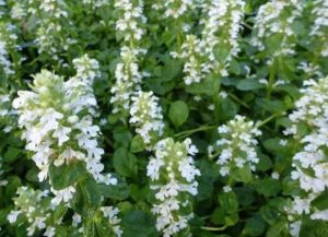 Close-up of lush greenery with clusters of delicate white flowers from the Jasminum 'Common White Jasmine' in a 6" pot.