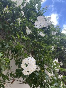 The Jasminum 'Common White Jasmine' in a 6" pot blooms on a lush green vine set against a blue sky with clouds.