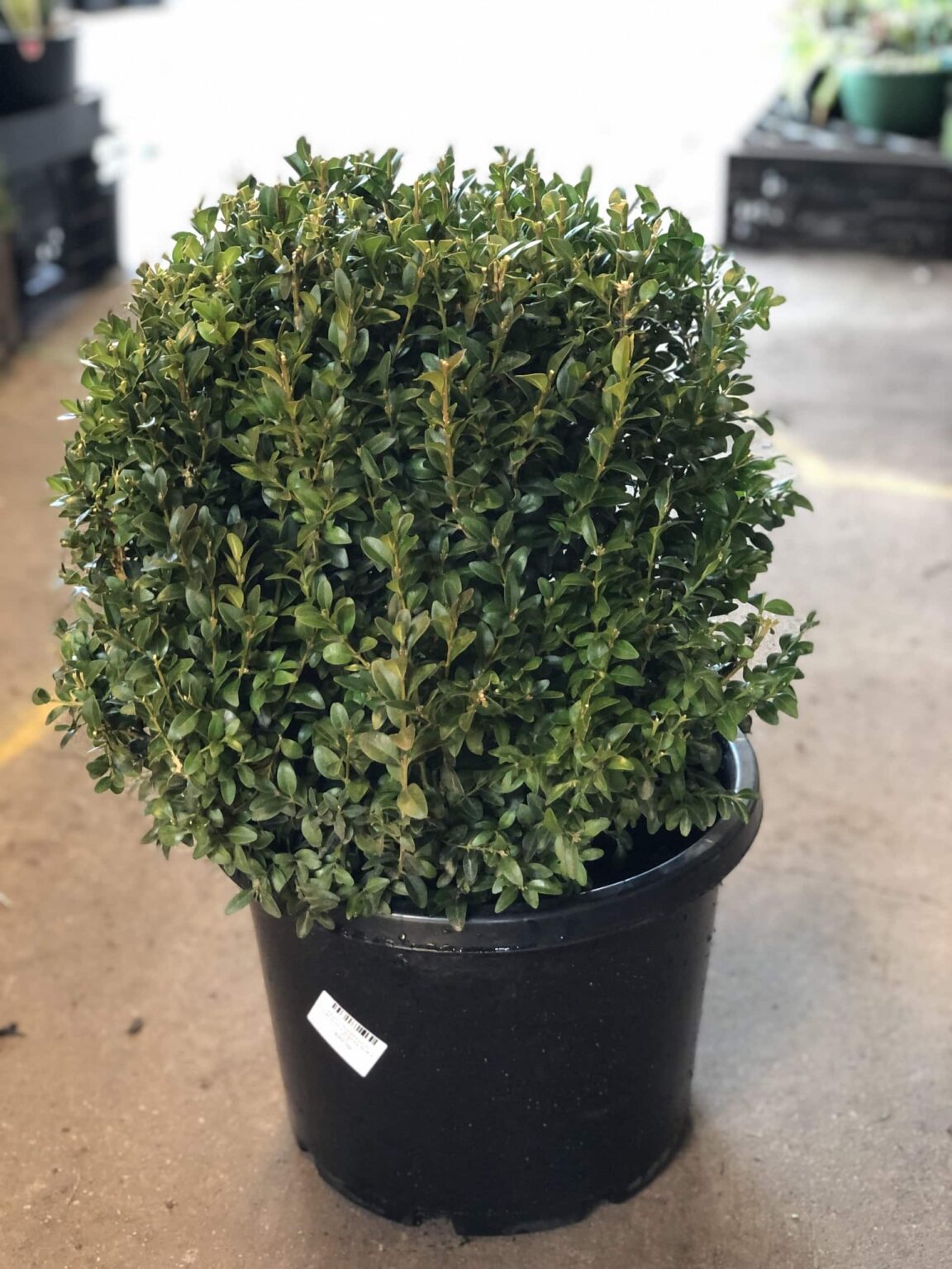 Buxus 'English Box' Topiary Ball 12