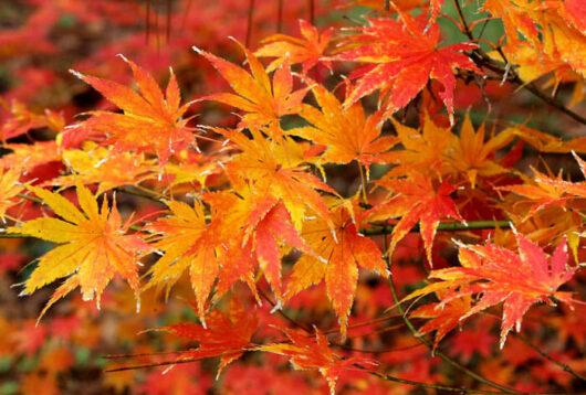 Acer palmatum 'Japanese Maple' 8" Pot, showcasing stunning autumn leaves of Acer palmatum.